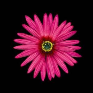  JoSon   Pink Daisy NO LONGER IN PRINT   LAST ONE!!: Home 