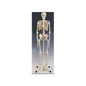 Skeleton Model Plastic  Industrial & Scientific
