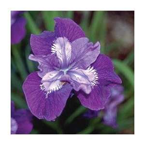  Iris sibirica Lady Vanessa Patio, Lawn & Garden