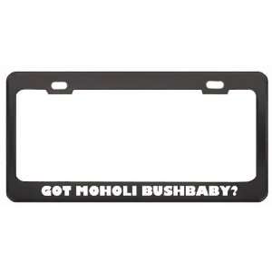 Got Moholi Bushbaby? Animals Pets Black Metal License Plate Frame 
