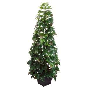 46 Boston Ivy Plant on Pole in Metal Pot Green (Pack of 2):  