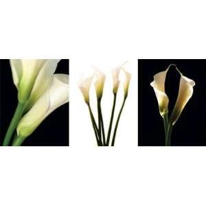   White Callas Finest LAMINATED Print Helvio Faria 36x18: Home & Kitchen
