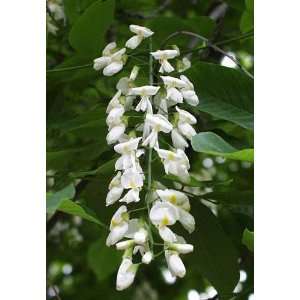  American Yellowwood, Cladrastis Kentukea, Tree 3 Seeds 