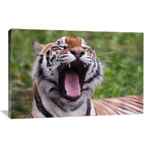  Tiger Yawn   Gallery Wrapped Canvas   Museum Quality  Size 