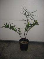 ZAMIA LODDIGESII   CYCAD   OVERGROWN 1 GALLON PLANT  