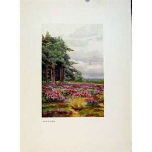  Charm Of Gardens Patches Heather By Calthrop