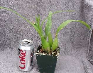 PROSTHECHEA COCHLEATA SPECIES ORCHID PLANT WITH BUDS ENCYCLIA  