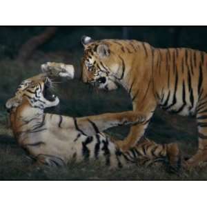 Two Bengal Tiger Cubs Wrestle Inside Their Enclosure Photographic 