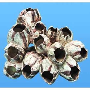   World Wide Imports Natural Barnacle 5 7 Inches   6 Pieces Per Box Pet