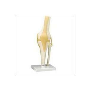 PT#  A82 PT# # A82  Model Anatomical Knee Joint 5x5x13 Life Size Ea 