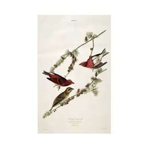  Purple Finch by John Woodhouse Audubon 13.88X20.00. Art 