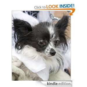 Long Hair Chihuahua Care 1 2 3 Guide On Caring Paula Ann `Spencer 