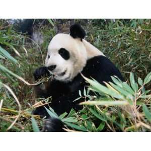  Panda Eating Bamboo in Wolong Valley, Wolong Ziran Baohuqu 