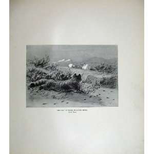  1904 Wolf Print Wild Cat Stalking Mountain Hares Animal 