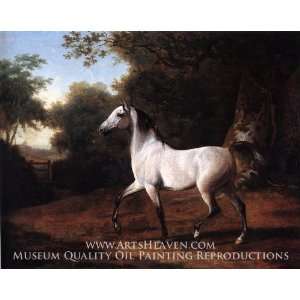  A Grey Arab Stallion in a Wooded Landscape