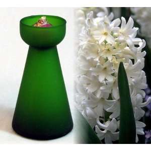  Frosted Green Hyacinth Vase plus White Hyacinth Bulb 