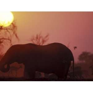  Bull Elephants amid Impala Herd, Chobe National Park 
