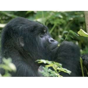  Western Lowland Gorilla Eating Leaves Animal Photographic 