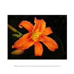  Orange Tiger Lily Poster (10.00 x 8.00)