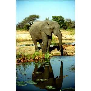  Postcard of Detailed Photograph of African Elephants  Work 