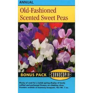 Sweet Peas   Old Fashioned Scented   Royal Mixed Colors Large Sized 