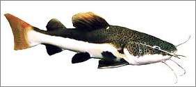 Redtail Catfish  