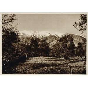  1928 Olive Trees White Mountains Cambos Kambos Crete 