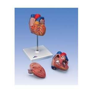  Life size Human Heart Model 2 Part: Health & Personal Care