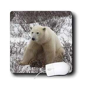  Kike Calvo Arctic   Polar Bear, Ursus maritimus, Hudson 