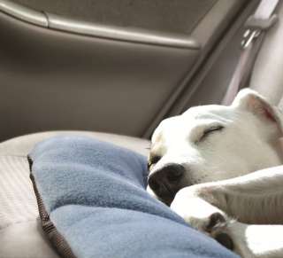 Kurgo Pet Dog Wander Portable Travel Bed Medium Blue  