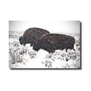  Two Buffalo In Snow Grand Teton National Park Wyoming 