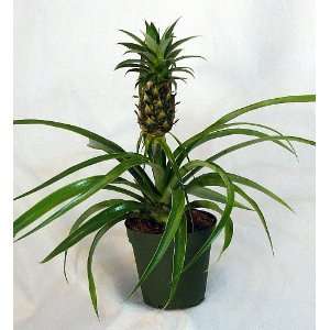 Mini Me Pineapple Plant   Ananas   4 Pot Patio, Lawn 