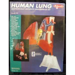  Skilcraft Human Lung Anatomically Accurate Unassembled Kit 