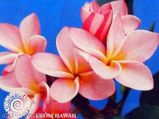 HAWAIIAN `AKALA PINK PLUMERIA PLANT CUTTING  
