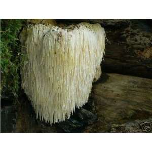  Rainbow Seeds® 100 Organic Lions Mane Mushroom Plugs 