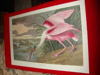 Audubon Amsterdam Folio Havell Birds Of America Print ROSEATE 
