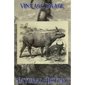   Key Ring Vintage Natural History Image Congo Short Horned Buffalo