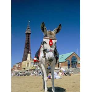  Seaside Donkey on Beach with Blackpool Tower Behind, Blackpool 