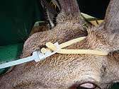Callicrate Velvet Antler Bander Deer Antelope Elk Humane Natural Drug 
