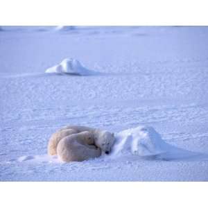  Polar Bear Mother and Cub Sleep Snuggled Against Mound of 