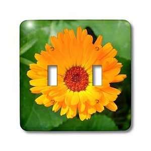   flower, asteraceae, birth flower, calendula, flowers, marigold, orange