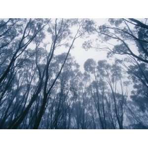  A Mountain Ash Forest Canopy Shrouded in a Mist Cloud from 