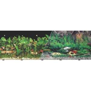  Blue Ribbon Background 19 Inch 50Ft Tropical Freshwater 