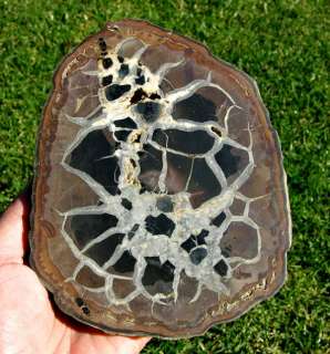 Huge Morocco Septarian Geode Nodule Cut in half Polished 2 Piece Pair 