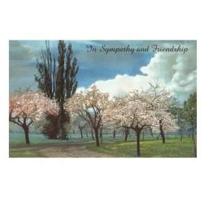  In Sympathy and Friendship, Cherry Blossoms Stretched 