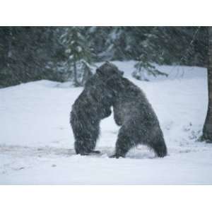  A Pair of Grizzly Bears Play and Tussle in a Snow Storm 