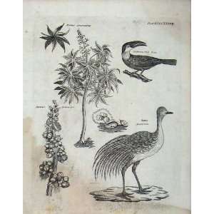   Encyclopaedia Britannica 1801 Nature Birds Rhea Tucan