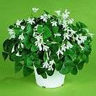 OXALIS Regnelli SHAMROCK BULBS TUBERS  GOOD LUCK PLANT