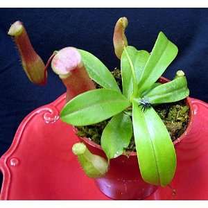  Large Red Asian Pitcher Plant   Nepenthes ventricosa 