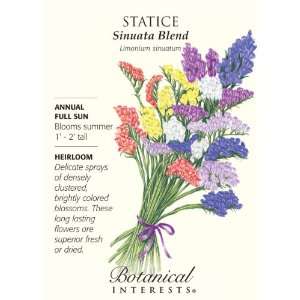  Statice Sinuata Blend Heirloom Flower Seed Patio, Lawn 